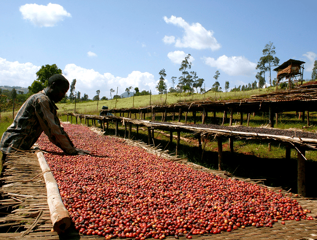 Harvesting Coffee