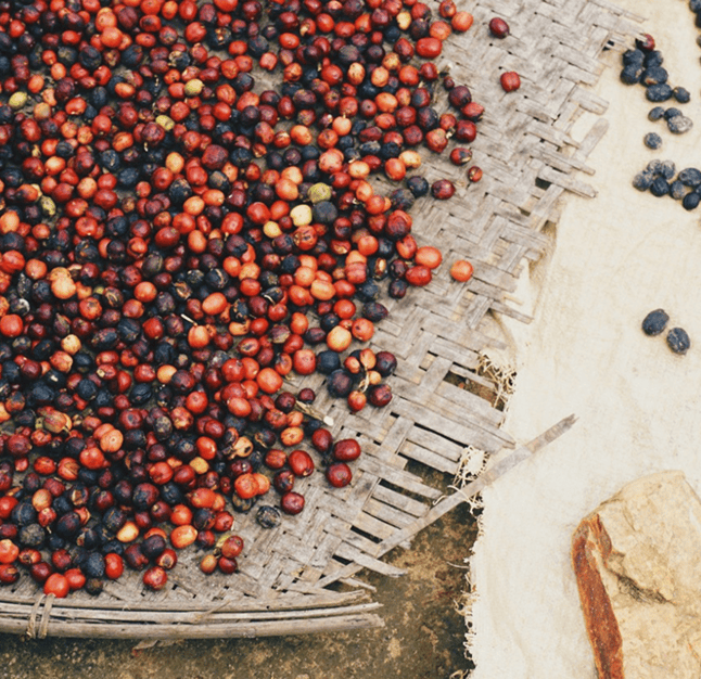 Planting Coffee