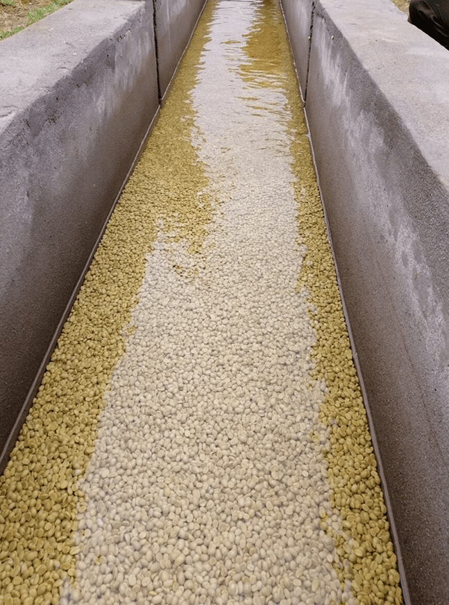 Packing Coffee