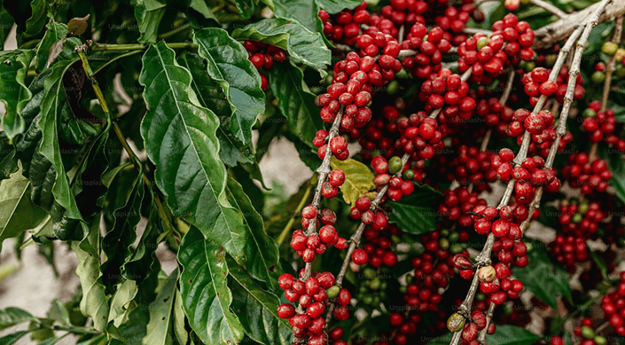 Green Coffee Beans