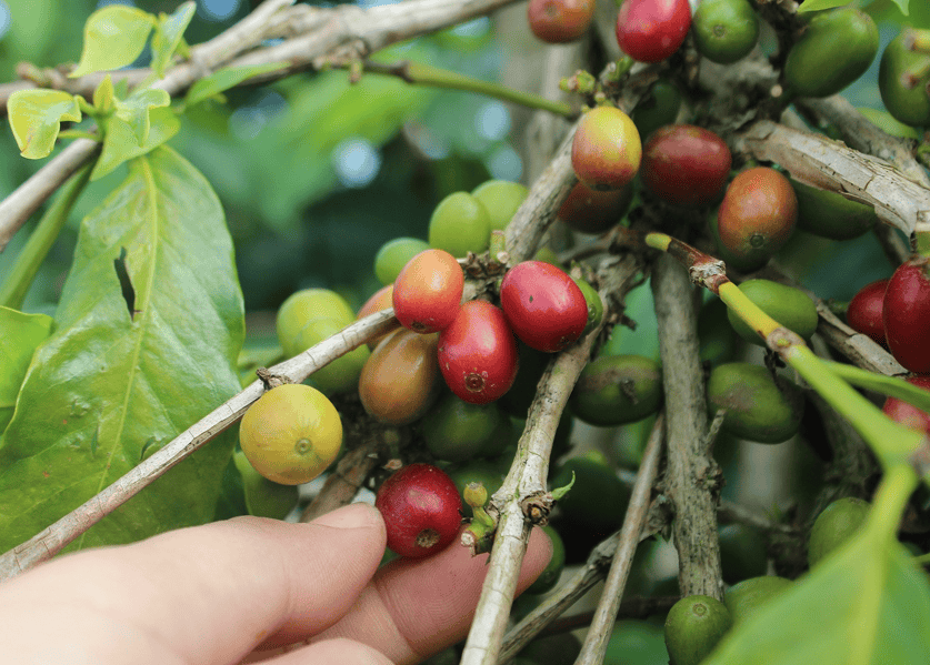 Green Coffee Beans